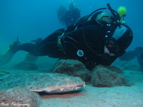 Eagleshark with diver.