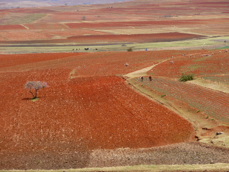 Lente in Lesotho