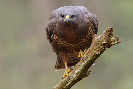 Buizerd