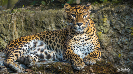 Sri-Lanka Panter in Burger's Zoo