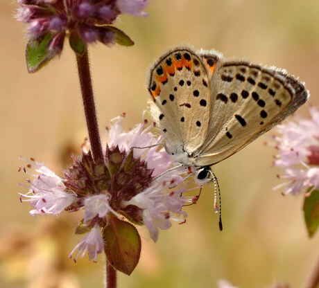 Pallid Dotted-Blue...