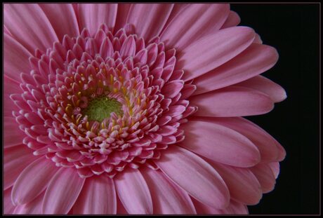 Gerbera