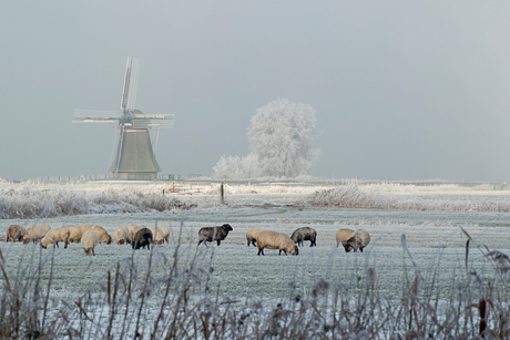 Winter in Friesland 2