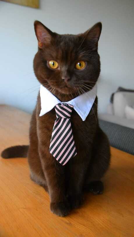 Just a cat with a tie