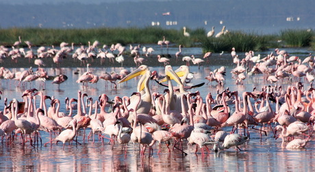 Pink, more pink and pelican