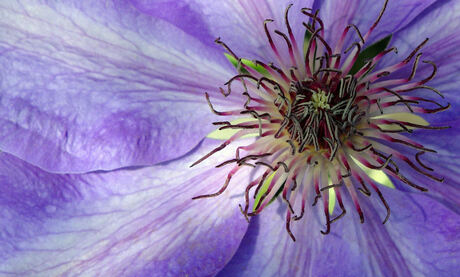 Clematis