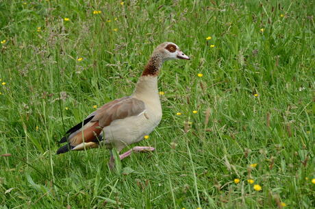 aan de wandel