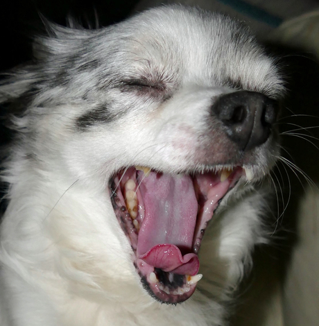 Mijn Chihuahua Lisa heeft net liggen slapen en is nog moe. Dus gaapt ze!
