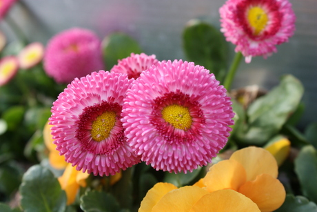 Pink, yellow flower