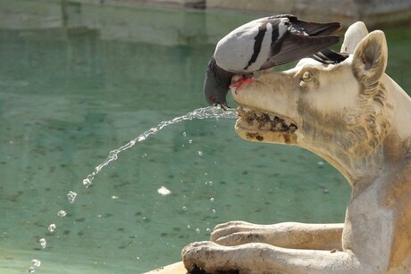 Dorst