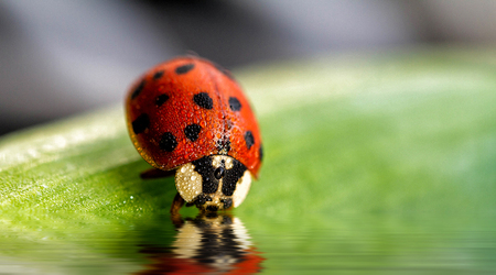 Ladybug reflection - Ladybug reflection - foto door hawkelite op 16-05-2016 - deze foto bevat: groen, rood, macro, water, natuur, lieveheersbeestje, stippen, licht, portret, zwart, reflectie, druppels, insect, ogen, hawkelite