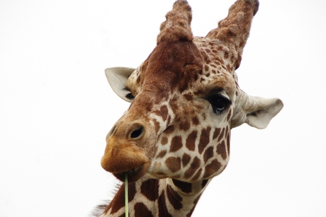 giraf in blijdorp