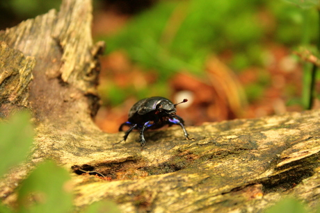 Mestkever op de Veluwe