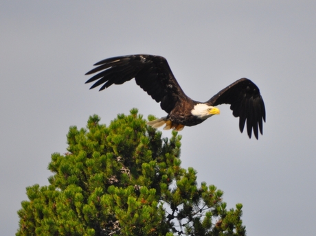 Bald Eagle