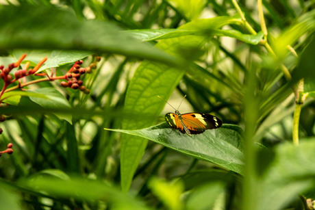 Dierentuin 2018dierentuin2