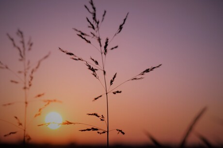 Sprietje in de zon