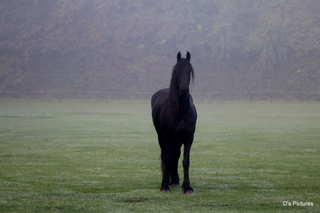 Horse Ghoste