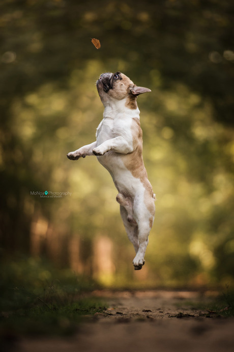 Flying Frenchie