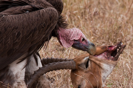 Vulture feeding