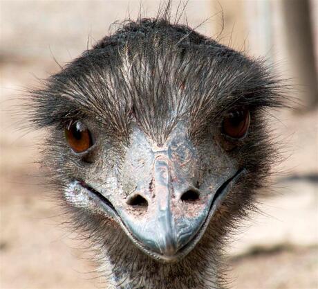 Emu