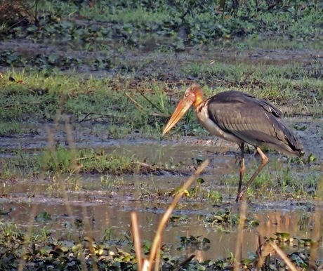 Indische maraboe (Leptoptilos dubius)