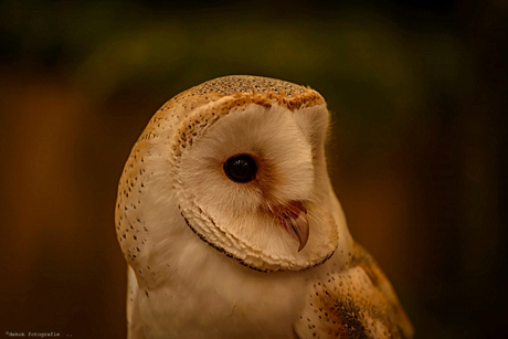 Barn owl ...