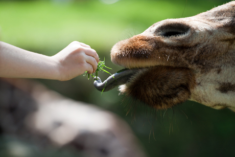 Kinderhand geeft Giraffe te eten