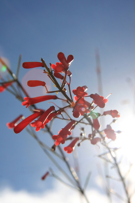 Flower in sunlight