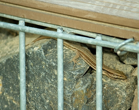 Foto van een over stenen kruipende hagedis.