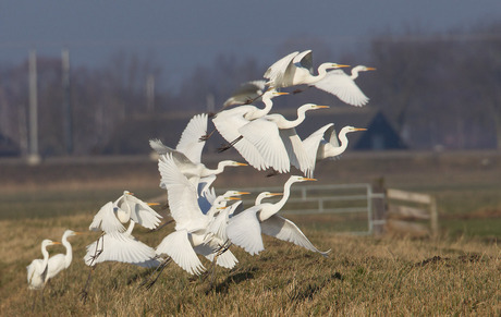 Grote Zilverreigers