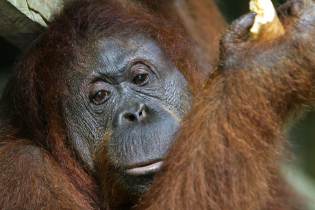 Orang Utan Sancturary