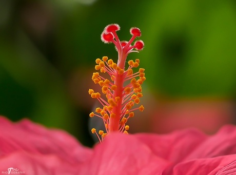 Hibiscus.