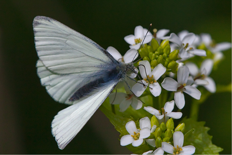 White Lady