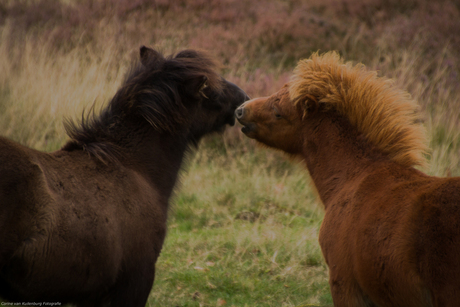 Pony's op Poolshoogte