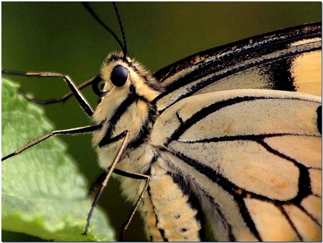 Als laatste nog een closeup