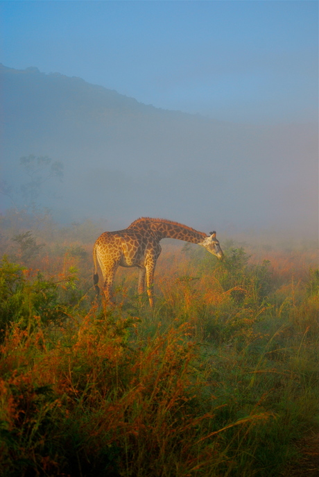 Giraffe in mist