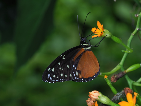 Heliconius Hecale