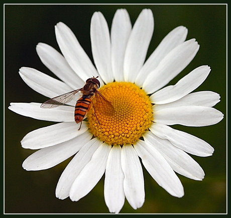 Margriet