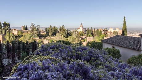 Alhambra paleis tuinen met blauweregen en gele rozen
