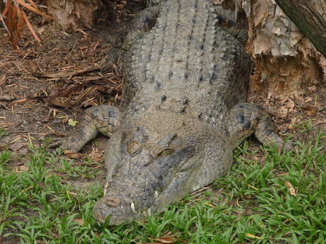 Salt water Croc in de Rainforest Habitat Port Douglas (Australië)