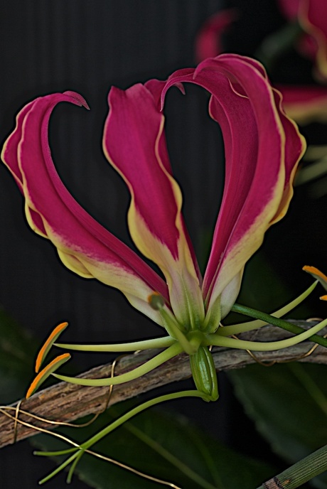 Gloriosa