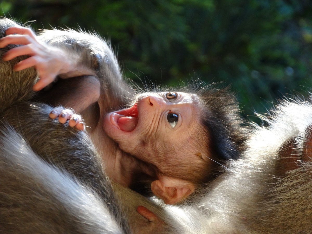Migratie het laatste Besmetten Baby aapje - foto van shoekerd - Dieren - Zoom.nl