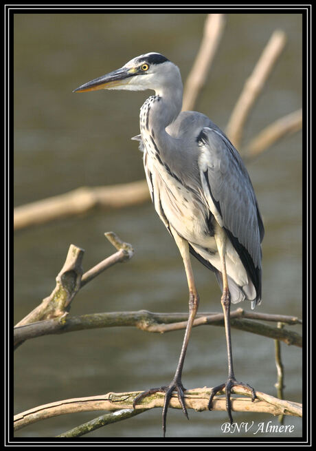 Blauwe reiger