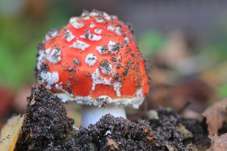 rising toadstool