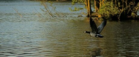 gans op de Friesche Veen plas