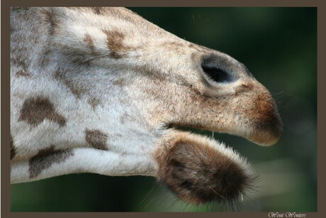 Giraffe lippen