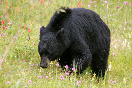 Black Bear