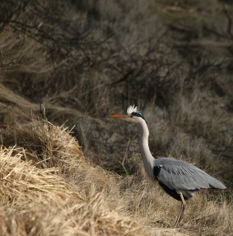 blauwe reiger