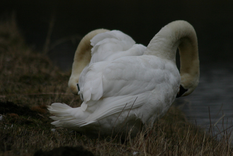 Zwaan met dubbele nek?