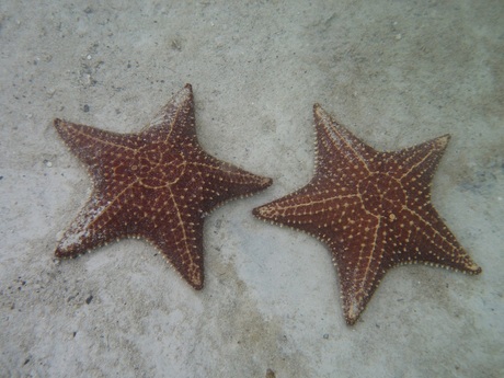 Starfish Love
